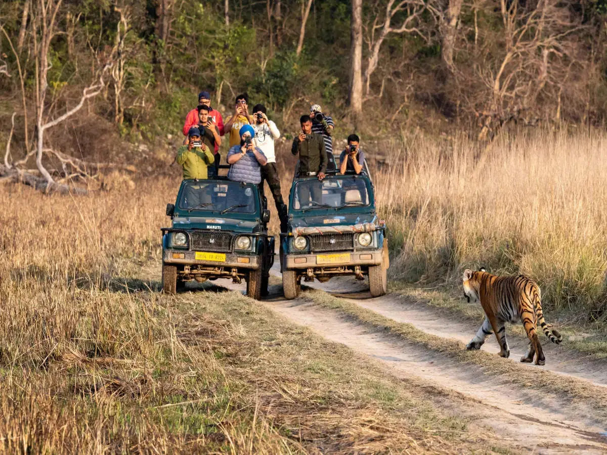 Wildlife safari gypsy in Jim Corbett forest